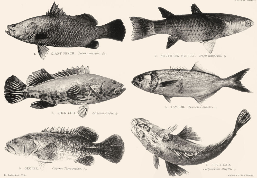 GREAT BARRIER REEF FISH Giant Perch Mullet Rock Cod Taylor Groper Flathead 1893